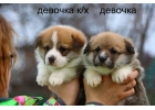 Вельш Корги Пемброк